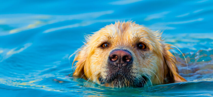 A smiling dog swimming