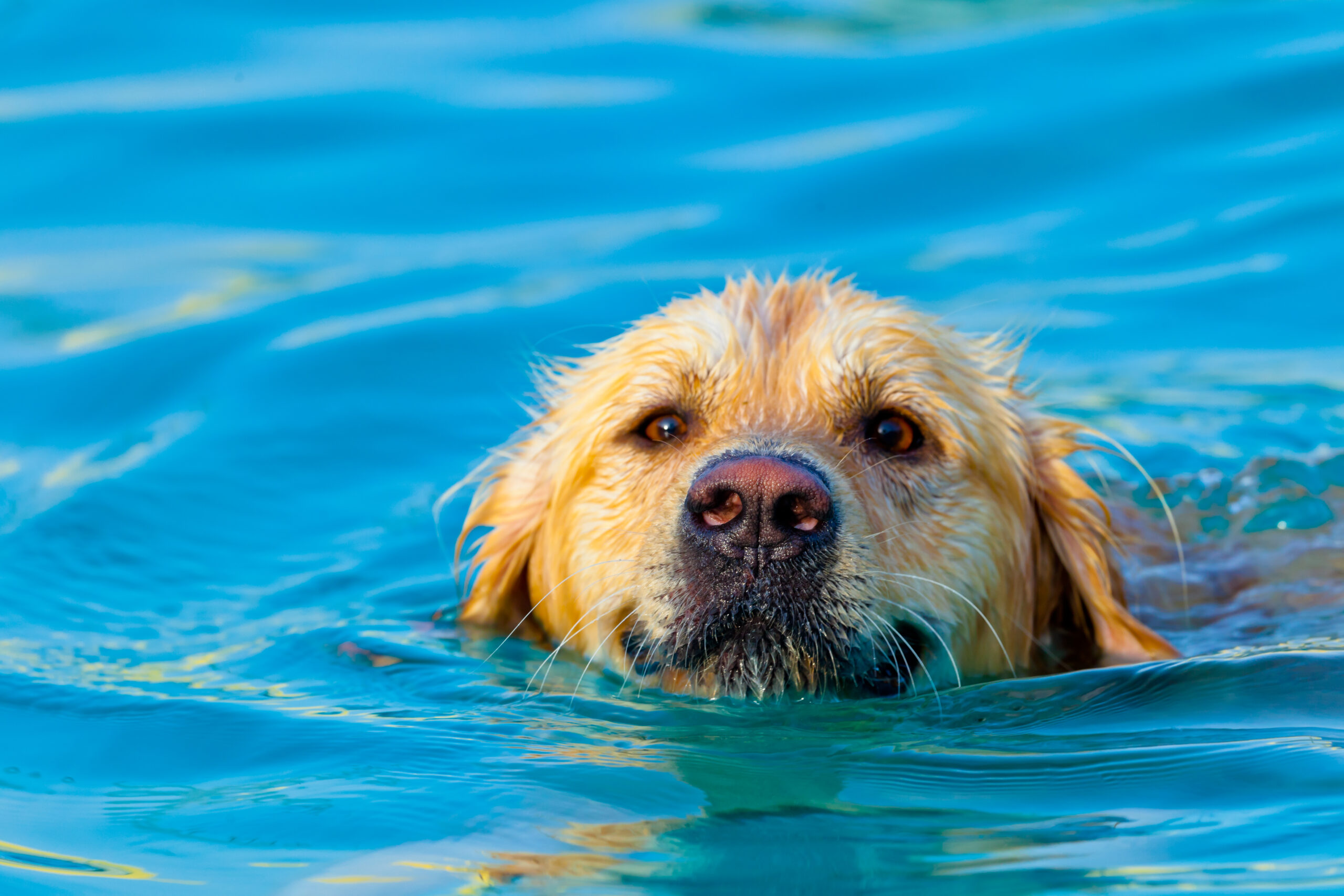 how-to-teach-your-puppy-to-swim